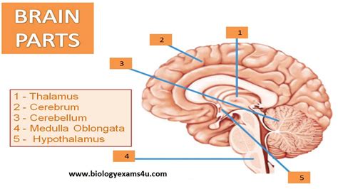 Brain Function Explained 的图像结果