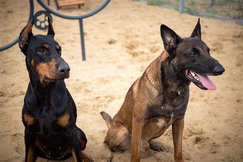 Doberman versus a Belgian Malinois – Doberman Pinscher Dog Breed