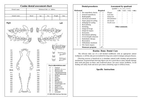 Veterinary Canine Dental Chart Vertical Feline & Canine Dental Chart