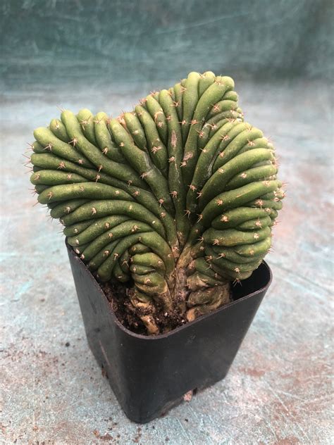 Trichocereus Pachanoi f. Cristata | Crested San Pedro Cactus