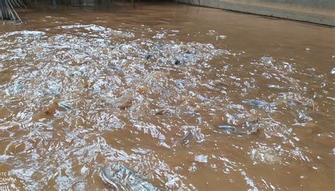 Small Fish Farm 的图像结果