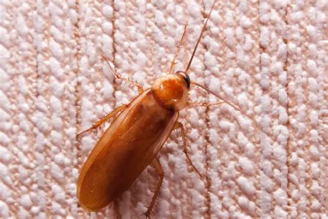 Cockroach Fumigation 的图像结果