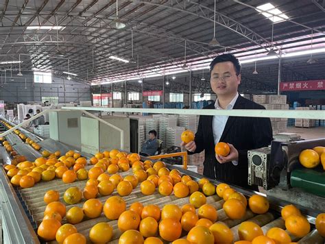 连“杂交水稻之父”袁隆平也称赞的橙子，在电视上卖爆了！ - 美食发现 - 专题|湖南消费一览 - 华声在线专题