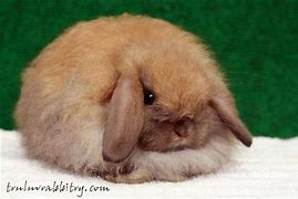 Image result for Newborn Holland Lop