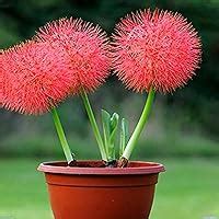 Kraft Seeds Football Lily Flowering Bulbs (Red, 10 Bulbs) | Fragrant ...