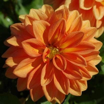 GRAH PRAVESH Dahlia Figaro Seed Price in India - Buy GRAH PRAVESH ...