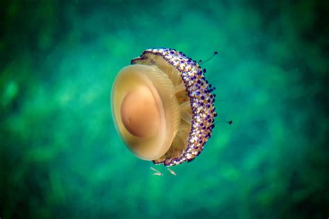 Image result for Jellyfish Tutorial C4d