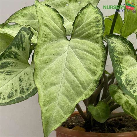 Buy Syngonium Podophyllum Plant, Goosefoot Plant online from Nursery Kart