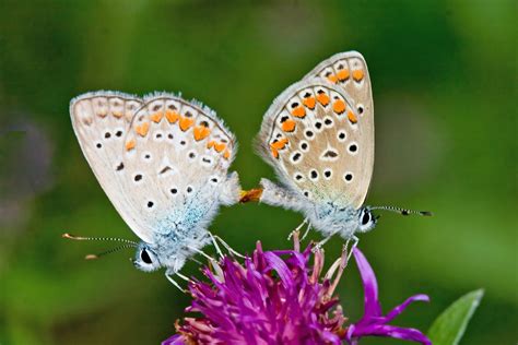 Promiscuous female butterflies can control which male fertilizes their ...
