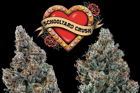 Image result for Alien vs Triangle Strain