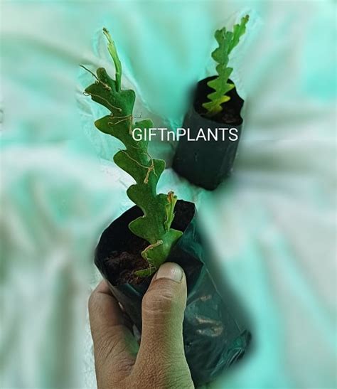 Fish Bone Cactus Plant (in polybag) — GIFTnPLANTS