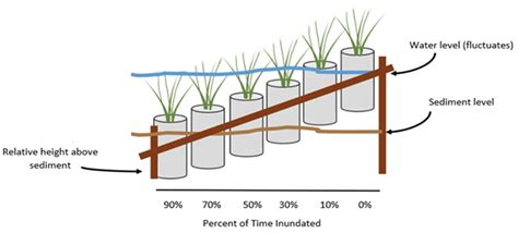 The Impact of Inundation and Nitrogen on Common Saltmarsh Species Using ...