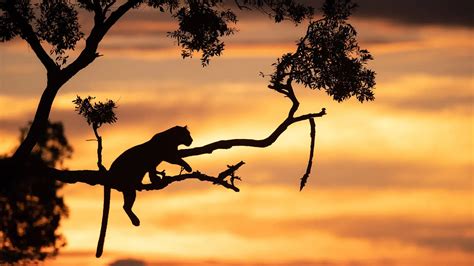 Amazing Views Adventure 的图像结果