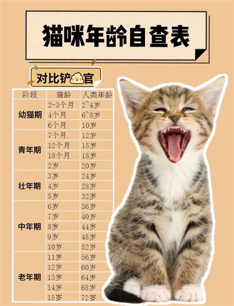 猫咪年龄对照表_宠物百科_宠物日志网