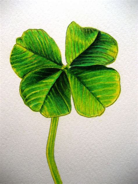 Four Leaf Clover Drawing at GetDrawings | Free download