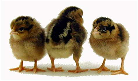 Python vs Chick 的图像结果