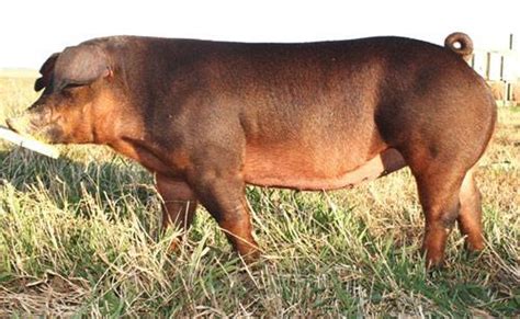 Duroc Pig Breed All You Need To Know: Origin And, 59% OFF
