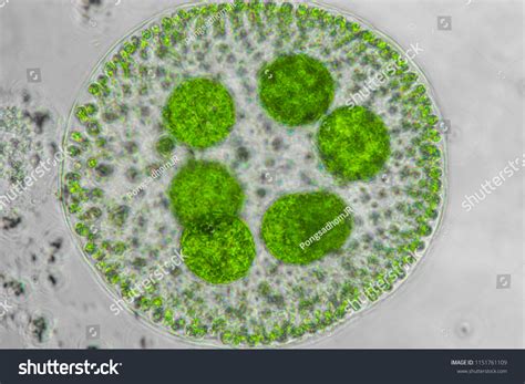 Volvox Under Microscope