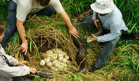 Image result for Python Laying Eggs