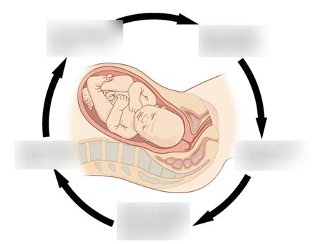 Image result for Positive Feedback Loop Example