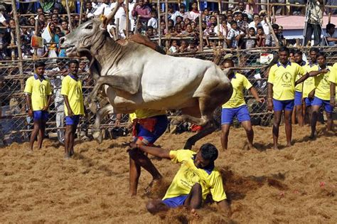 సంకాంత్రి సంబురం.. తమిళనాట జల్లికట్టు, ఏపీలో కోడి ఫైటు | జాతీయ వార్తలు ...