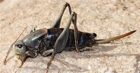 Mormon Crickets 的图像结果