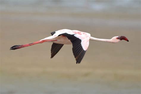 Can Flamingos Fly? - All You Need to Know