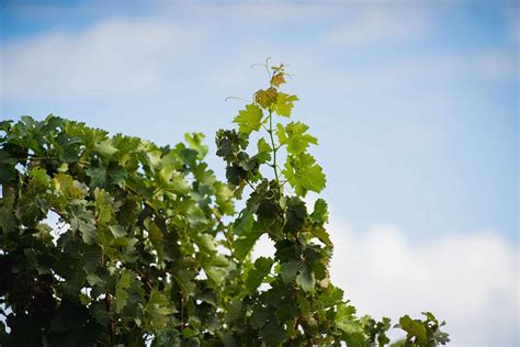 AVL Wines is putting employees first with its new global employee ...