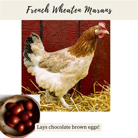 French Wheaten Marans – Little Moments Outside