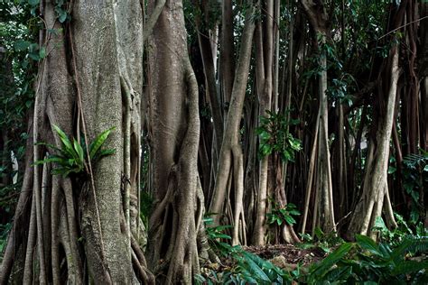 Where Does Rubber Come From and Why Does It Matter? - Environment Co