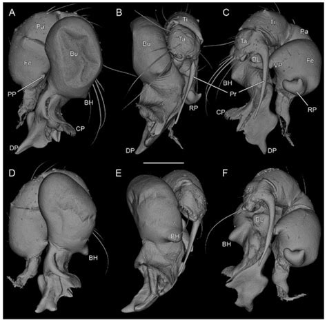 Taxonomy | An Open Access Journal from MDPI