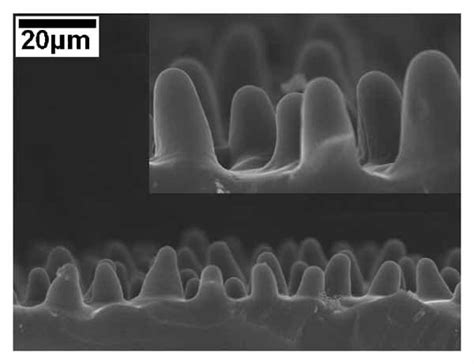 莲叶 的图像结果