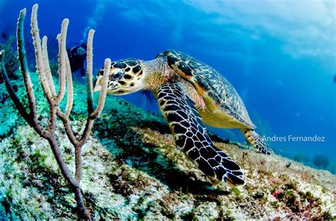 SQUALO ADVENTURES PADI DIVE RESORT #22312 (2026) All You Need to Know ...