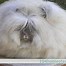 Image result for Rabbits for Homestead