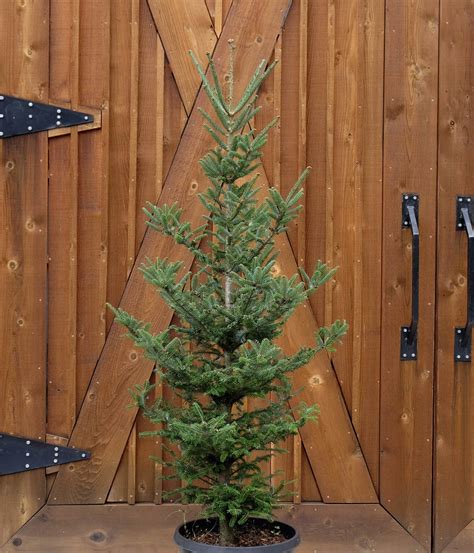 Potted Christmas Trees – Murphy's Tree Farm