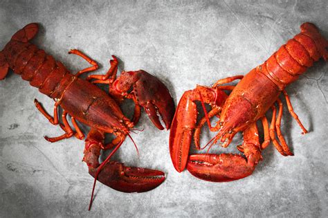 Crayfish Vs Lobster