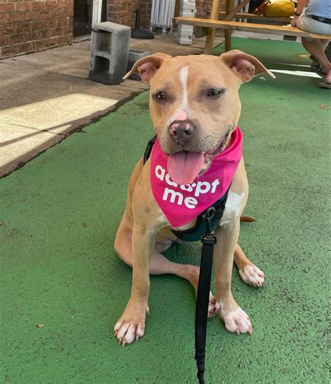 KTLH Adoption Event at Elder Pine Brewing Co, Elder Pine Brewing ...