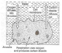 Lakhmir Singh and Manjit Kaur Solutions: Life Processes - 3 - Science ...