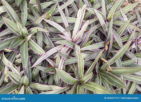Moses in the Cradle Plant, Tradescantia Spathacea Leaves Stock Photo ...