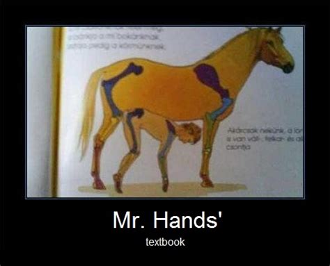 The school years | 2 Guys 1 Horse / Mr. Hands | Know Your Meme