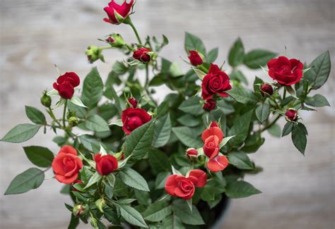 Mini Roses Plant