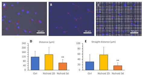 Effect of the 3D Artificial Nichoid on the Morphology and ...