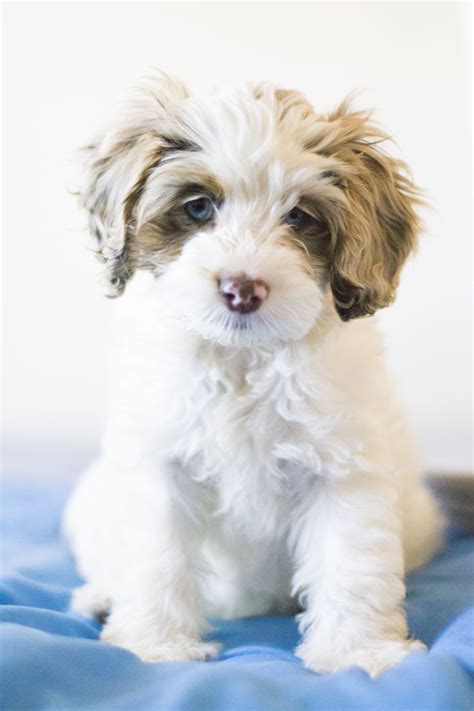 Image result for Cockapoo Girl