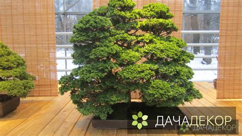 Уход за бонсай в домашних условиях: посадка и выращивание, поливы ...