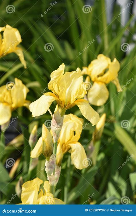 Flowering Yellow Bearded Iris Flowers in Bloom Stock Photo - Image of ...