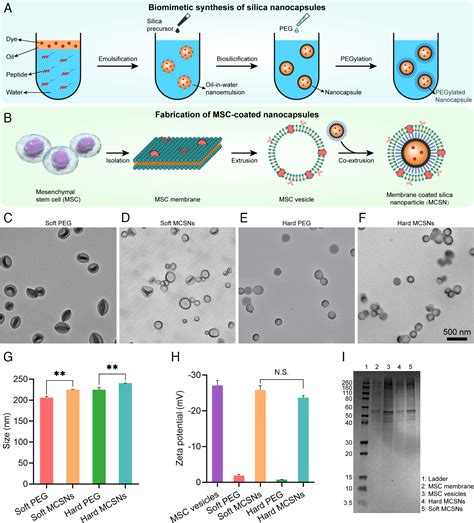 Nanoparticle elasticity regulates the formation of cell membrane-coated nanoparticles and their ...