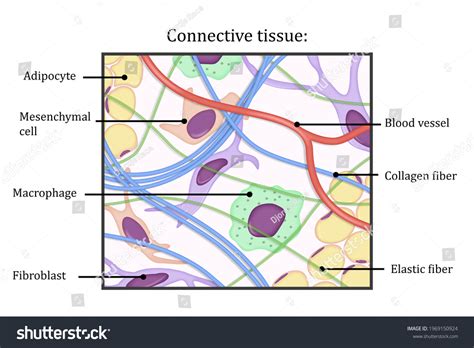 Connective Tissue Tutorial 的图像结果
