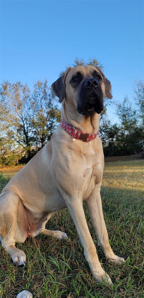 Do Spanish Mastiff Like To Cuddle