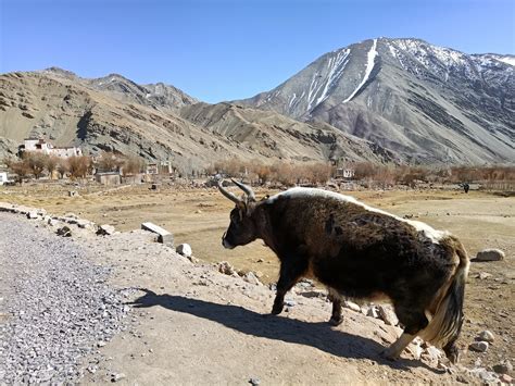 Himalayas Animals 10 Animals You Can Spot Only In The Himalayas