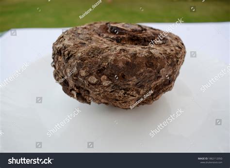 17 Jimikand Plant Images, Stock Photos & Vectors | Shutterstock